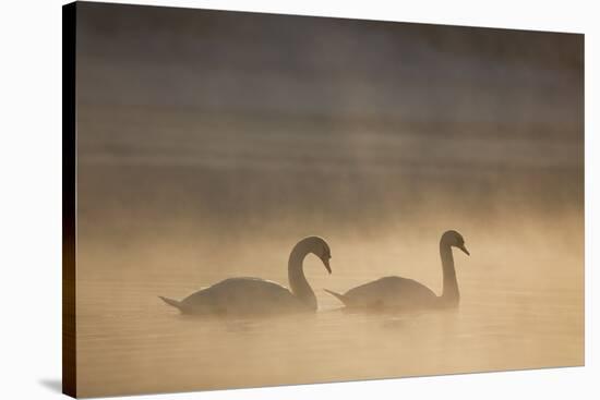 Mute Swan (Cygnus Olor) Pair on Water in Winter Dawn Mist, Loch Insh, Cairngorms Np, Highlands, UK-Peter Cairns-Stretched Canvas