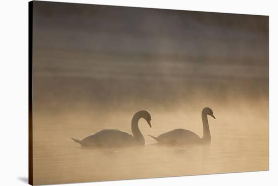 Mute Swan (Cygnus Olor) Pair on Water in Winter Dawn Mist, Loch Insh, Cairngorms Np, Highlands, UK-Peter Cairns-Stretched Canvas