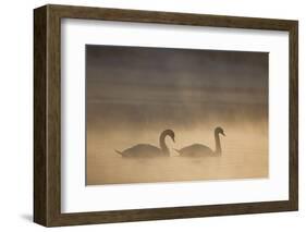 Mute Swan (Cygnus Olor) Pair on Water in Winter Dawn Mist, Loch Insh, Cairngorms Np, Highlands, UK-Peter Cairns-Framed Photographic Print