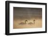 Mute Swan (Cygnus Olor) Pair on Water in Winter Dawn Mist, Loch Insh, Cairngorms Np, Highlands, UK-Peter Cairns-Framed Photographic Print