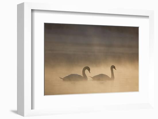 Mute Swan (Cygnus Olor) Pair on Water in Winter Dawn Mist, Loch Insh, Cairngorms Np, Highlands, UK-Peter Cairns-Framed Photographic Print