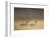 Mute Swan (Cygnus Olor) Pair on Water in Winter Dawn Mist, Loch Insh, Cairngorms Np, Highlands, UK-Peter Cairns-Framed Photographic Print