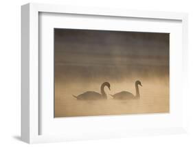 Mute Swan (Cygnus Olor) Pair on Water in Winter Dawn Mist, Loch Insh, Cairngorms Np, Highlands, UK-Peter Cairns-Framed Photographic Print