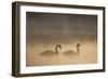 Mute Swan (Cygnus Olor) Pair on Water in Winter Dawn Mist, Loch Insh, Cairngorms Np, Highlands, UK-Peter Cairns-Framed Photographic Print