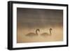 Mute Swan (Cygnus Olor) Pair on Water in Winter Dawn Mist, Loch Insh, Cairngorms Np, Highlands, UK-Peter Cairns-Framed Photographic Print