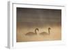 Mute Swan (Cygnus Olor) Pair on Water in Winter Dawn Mist, Loch Insh, Cairngorms Np, Highlands, UK-Peter Cairns-Framed Photographic Print