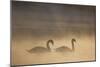 Mute Swan (Cygnus Olor) Pair on Water in Winter Dawn Mist, Loch Insh, Cairngorms Np, Highlands, UK-Peter Cairns-Mounted Photographic Print