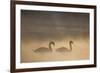 Mute Swan (Cygnus Olor) Pair on Water in Winter Dawn Mist, Loch Insh, Cairngorms Np, Highlands, UK-Peter Cairns-Framed Photographic Print