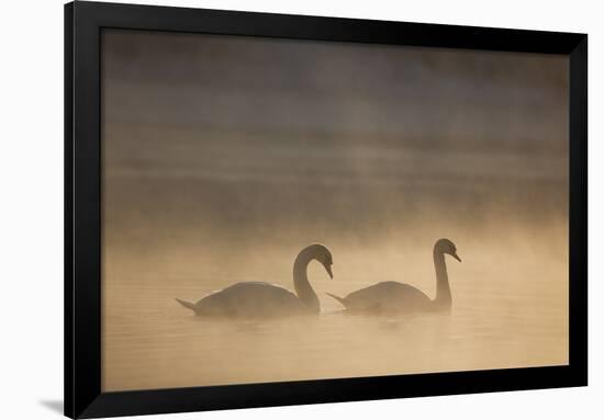 Mute Swan (Cygnus Olor) Pair on Water in Winter Dawn Mist, Loch Insh, Cairngorms Np, Highlands, UK-Peter Cairns-Framed Photographic Print