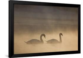 Mute Swan (Cygnus Olor) Pair on Water in Winter Dawn Mist, Loch Insh, Cairngorms Np, Highlands, UK-Peter Cairns-Framed Photographic Print