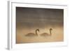 Mute Swan (Cygnus Olor) Pair on Water in Winter Dawn Mist, Loch Insh, Cairngorms Np, Highlands, UK-Peter Cairns-Framed Photographic Print