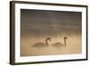 Mute Swan (Cygnus Olor) Pair on Water in Winter Dawn Mist, Loch Insh, Cairngorms Np, Highlands, UK-Peter Cairns-Framed Photographic Print
