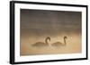 Mute Swan (Cygnus Olor) Pair on Water in Winter Dawn Mist, Loch Insh, Cairngorms Np, Highlands, UK-Peter Cairns-Framed Photographic Print