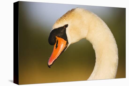 Mute Swan (Cygnus Olor) Profile of Head, Pont Du Gau, Camargue, France, April 2009-Allofs-Stretched Canvas