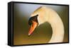 Mute Swan (Cygnus Olor) Profile of Head, Pont Du Gau, Camargue, France, April 2009-Allofs-Framed Stretched Canvas