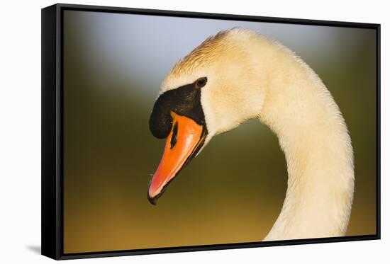 Mute Swan (Cygnus Olor) Profile of Head, Pont Du Gau, Camargue, France, April 2009-Allofs-Framed Stretched Canvas