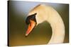 Mute Swan (Cygnus Olor) Profile of Head, Pont Du Gau, Camargue, France, April 2009-Allofs-Stretched Canvas