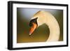 Mute Swan (Cygnus Olor) Profile of Head, Pont Du Gau, Camargue, France, April 2009-Allofs-Framed Photographic Print