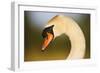 Mute Swan (Cygnus Olor) Profile of Head, Pont Du Gau, Camargue, France, April 2009-Allofs-Framed Photographic Print