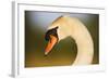 Mute Swan (Cygnus Olor) Profile of Head, Pont Du Gau, Camargue, France, April 2009-Allofs-Framed Photographic Print