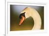 Mute Swan (Cygnus Olor) Profile of Head, Pont Du Gau, Camargue, France, April 2009-Allofs-Framed Photographic Print