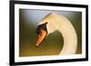 Mute Swan (Cygnus Olor) Profile of Head, Pont Du Gau, Camargue, France, April 2009-Allofs-Framed Photographic Print