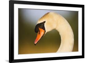 Mute Swan (Cygnus Olor) Profile of Head, Pont Du Gau, Camargue, France, April 2009-Allofs-Framed Photographic Print