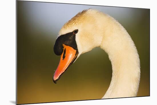 Mute Swan (Cygnus Olor) Profile of Head, Pont Du Gau, Camargue, France, April 2009-Allofs-Mounted Photographic Print