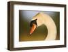 Mute Swan (Cygnus Olor) Profile of Head, Pont Du Gau, Camargue, France, April 2009-Allofs-Framed Photographic Print