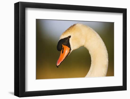 Mute Swan (Cygnus Olor) Profile of Head, Pont Du Gau, Camargue, France, April 2009-Allofs-Framed Photographic Print