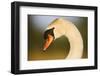 Mute Swan (Cygnus Olor) Profile of Head, Pont Du Gau, Camargue, France, April 2009-Allofs-Framed Photographic Print