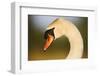 Mute Swan (Cygnus Olor) Profile of Head, Pont Du Gau, Camargue, France, April 2009-Allofs-Framed Photographic Print