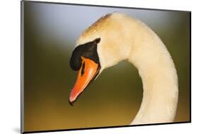 Mute Swan (Cygnus Olor) Profile of Head, Pont Du Gau, Camargue, France, April 2009-Allofs-Mounted Photographic Print