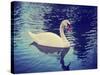 Mute Swan, Cygnus Olor, Single Bird on Dark Water Toned with a Retro Vintage Instagram Filter Effec-graphicphoto-Stretched Canvas