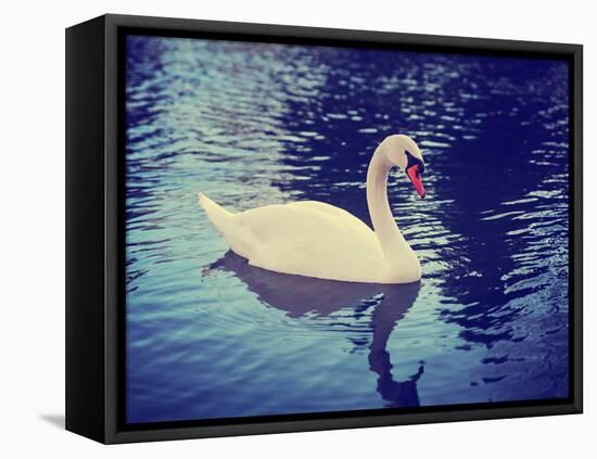 Mute Swan, Cygnus Olor, Single Bird on Dark Water Toned with a Retro Vintage Instagram Filter Effec-graphicphoto-Framed Stretched Canvas