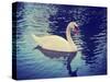 Mute Swan, Cygnus Olor, Single Bird on Dark Water Toned with a Retro Vintage Instagram Filter Effec-graphicphoto-Stretched Canvas