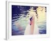 Mute Swan, Cygnus Olor, Single Bird on Dark Water Toned with a Retro Vintage Instagram Filter Effec-graphicphoto-Framed Photographic Print