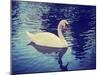 Mute Swan, Cygnus Olor, Single Bird on Dark Water Toned with a Retro Vintage Instagram Filter Effec-graphicphoto-Mounted Photographic Print