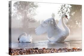 Mute Swan (Cygnus Olor) Stretching on a Mist Covered Lake at Dawn-Kevin Day-Stretched Canvas