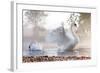 Mute Swan (Cygnus Olor) Stretching on a Mist Covered Lake at Dawn-Kevin Day-Framed Photographic Print