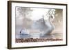 Mute Swan (Cygnus Olor) Stretching on a Mist Covered Lake at Dawn-Kevin Day-Framed Photographic Print