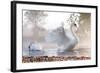 Mute Swan (Cygnus Olor) Stretching on a Mist Covered Lake at Dawn-Kevin Day-Framed Photographic Print
