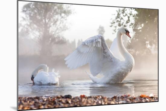 Mute Swan (Cygnus Olor) Stretching on a Mist Covered Lake at Dawn-Kevin Day-Mounted Photographic Print