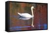 Mute Swan (Cygnus Olor) Swimming in Red Reflection from Sugar Maples in Autumn, Killingworth-Lynn M^ Stone-Framed Stretched Canvas