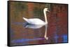 Mute Swan (Cygnus Olor) Swimming in Red Reflection from Sugar Maples in Autumn, Killingworth-Lynn M^ Stone-Framed Stretched Canvas