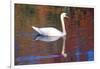 Mute Swan (Cygnus Olor) Swimming in Red Reflection from Sugar Maples in Autumn, Killingworth-Lynn M^ Stone-Framed Photographic Print