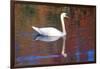 Mute Swan (Cygnus Olor) Swimming in Red Reflection from Sugar Maples in Autumn, Killingworth-Lynn M^ Stone-Framed Photographic Print