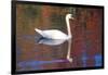 Mute Swan (Cygnus Olor) Swimming in Red Reflection from Sugar Maples in Autumn, Killingworth-Lynn M^ Stone-Framed Photographic Print