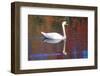 Mute Swan (Cygnus Olor) Swimming in Red Reflection from Sugar Maples in Autumn, Killingworth-Lynn M^ Stone-Framed Photographic Print