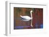 Mute Swan (Cygnus Olor) Swimming in Red Reflection from Sugar Maples in Autumn, Killingworth-Lynn M^ Stone-Framed Photographic Print